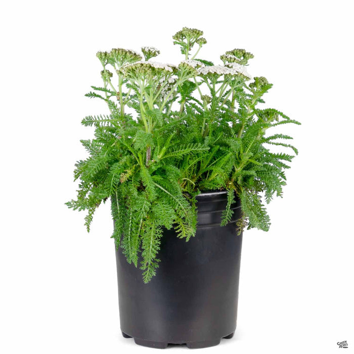 Yarrow New Vintage White 1 gallon