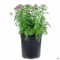 Yarrow New Vintage Violet 1 gallon