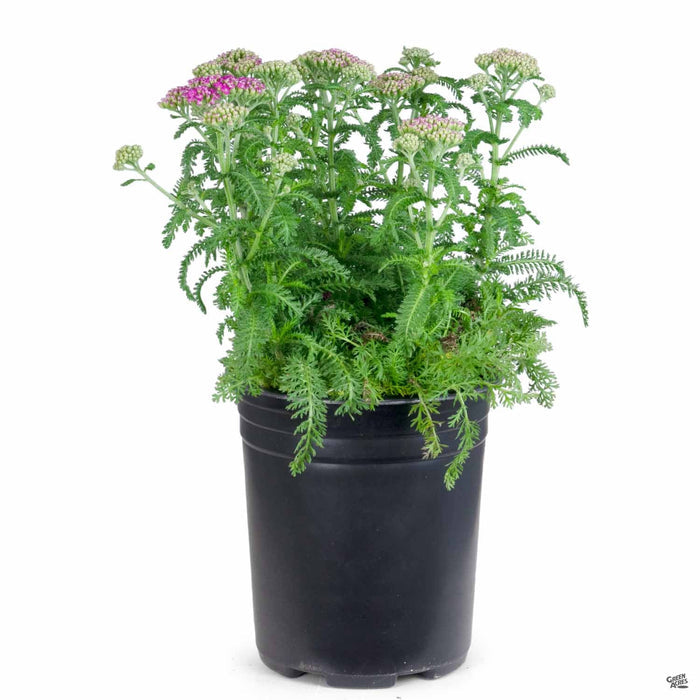 Yarrow New Vintage Violet 1 gallon