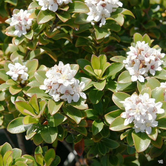 Yeddo Hawthorn Minor