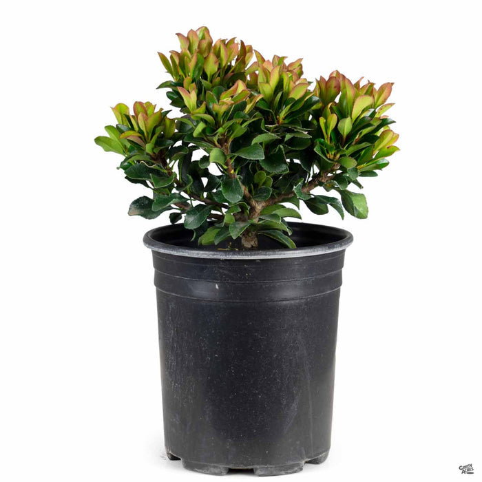 Yeddo Hawthorn 'Minor' 1 gallon