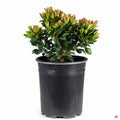 Yeddo Hawthorn 'Minor' 1 gallon
