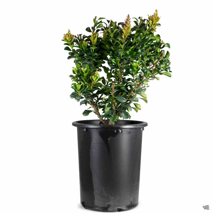 Yeddo Hawthorn 'Minor' 5 gallon