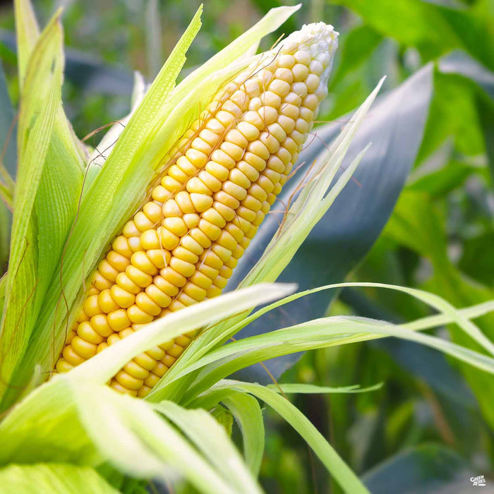 Yellow Corn
