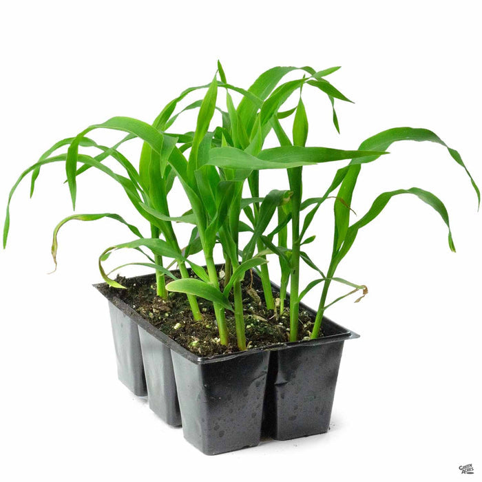 Yellow Corn 6 pack