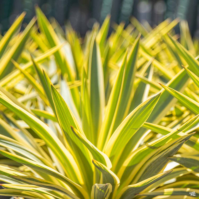 Bright Star Yucca