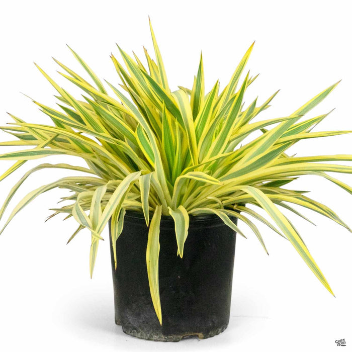 Bright Star Yucca 3 gallon