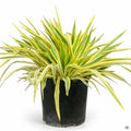 Bright Star Yucca 3 gallon