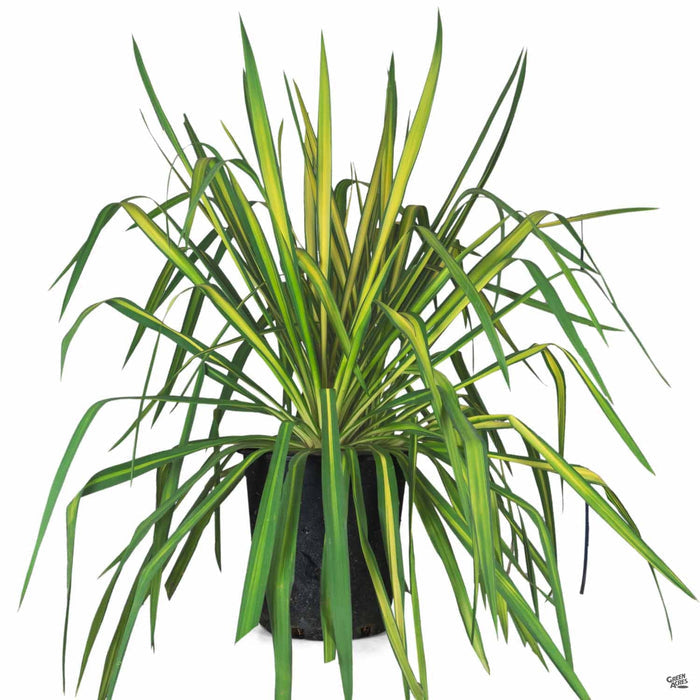 Color Guard Adam's Needle 5 gallon