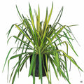 Color Guard Adam's Needle 5 gallon