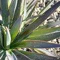 Yucca Magenta Magic