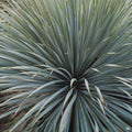 Yucca Silver Select