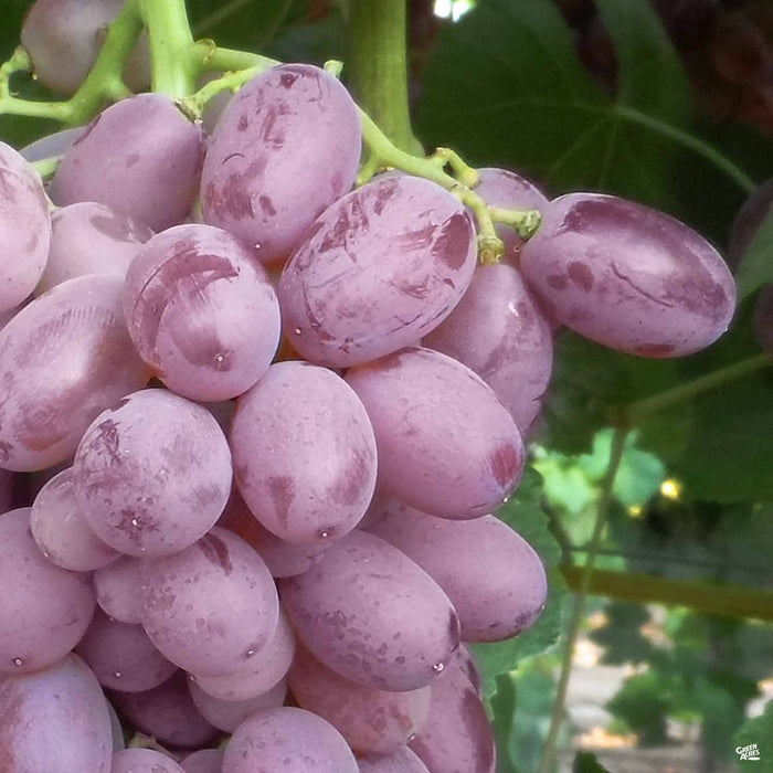 Zestful™ Lollipop Grape | Monrovia