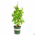 Zestful Lollipop Table Grape 2 gallon Monrovia