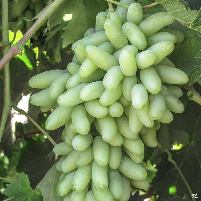Zestful™ Waterfall Grape | Monrovia