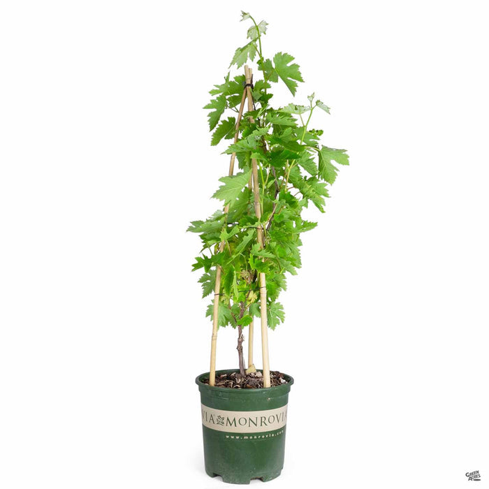 Zestful Waterfall Table Grape 2 gallon Monrovia
