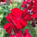 Zonal Geranium, Red