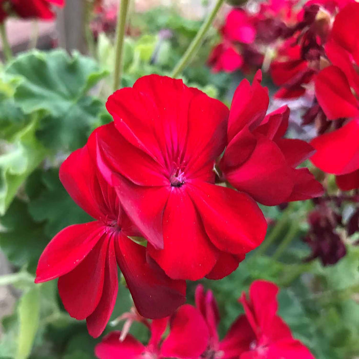 Zonal Geranium, Red