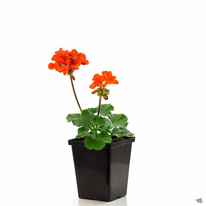 4" / Orange
