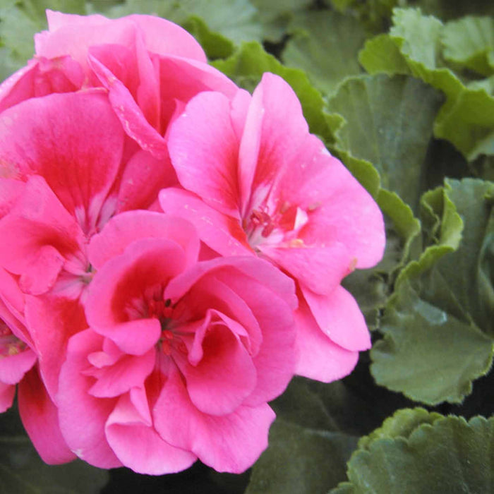 Zonal Geranium, Pink