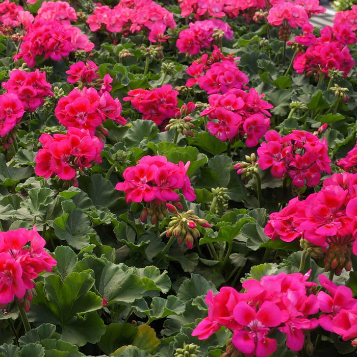 Zonal Geranium, Pink