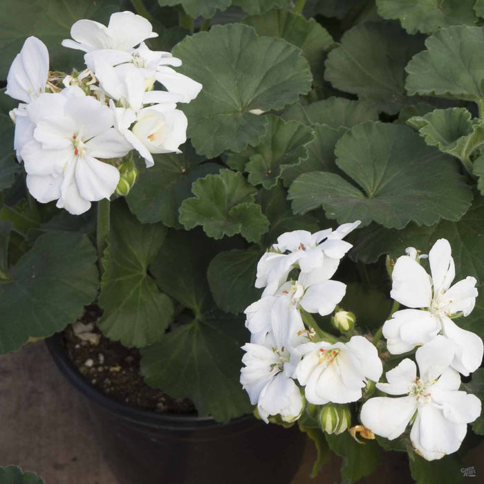 Zonal Geranium