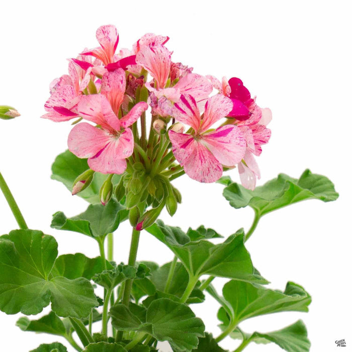 Zonal Geranium 'Classic Mosaic Purple'