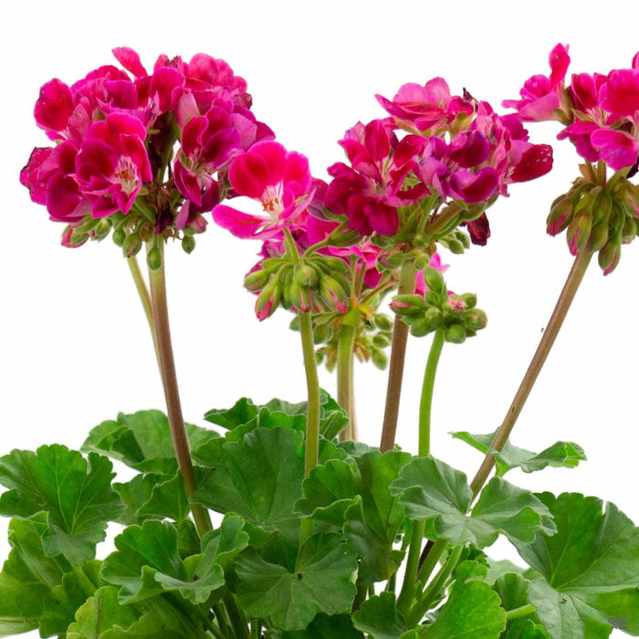 Zonal Geranium 'Savannah Hot Pink Sizzle'
