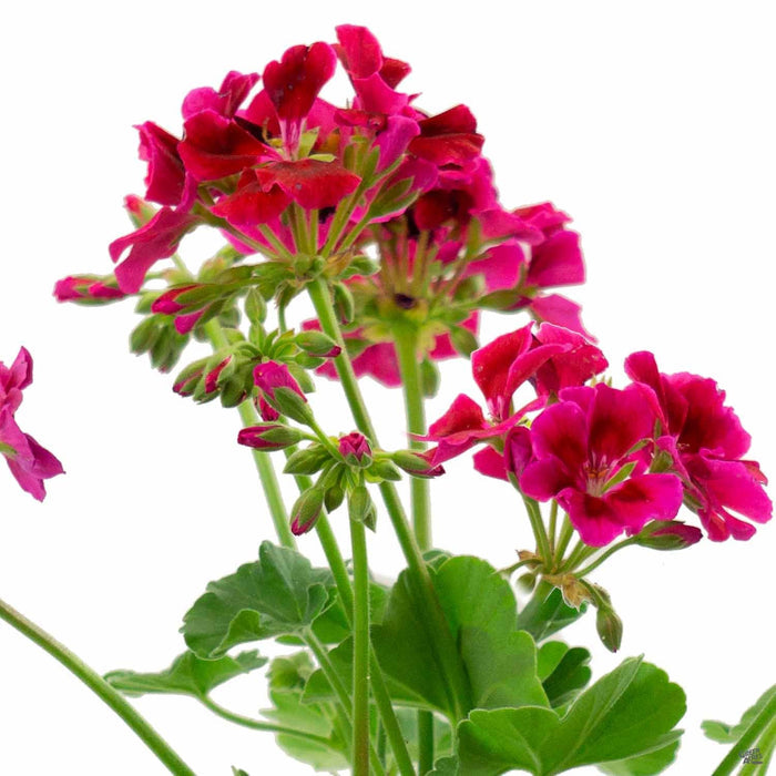Zonal Geranium 'Classic Crimson Flame'