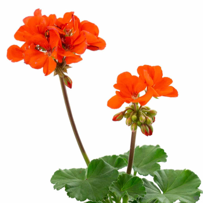 Zonal Geranium Orange