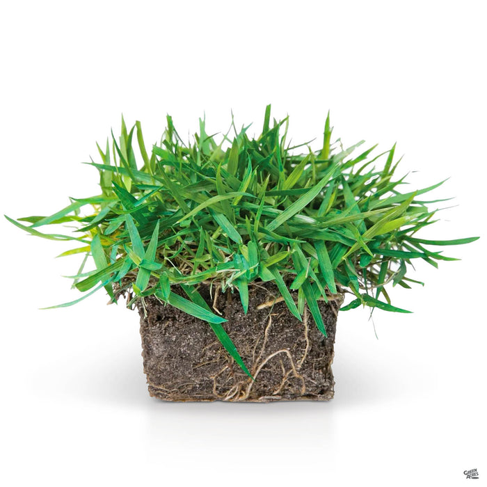 Zoysia (Korean) Grass Sod Pod