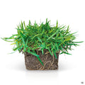 Zoysia (Korean) Grass Sod Pod