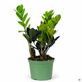 ZZ Oscura 6 inch