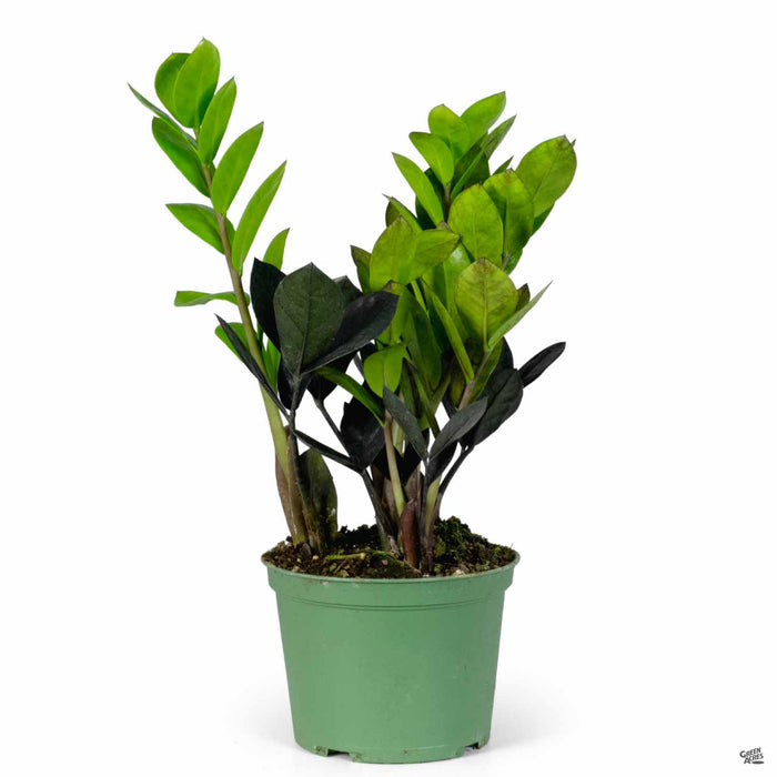 ZZ Oscura 6 inch