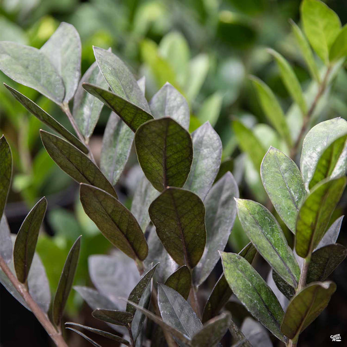 ZZ Plant 'Raven'